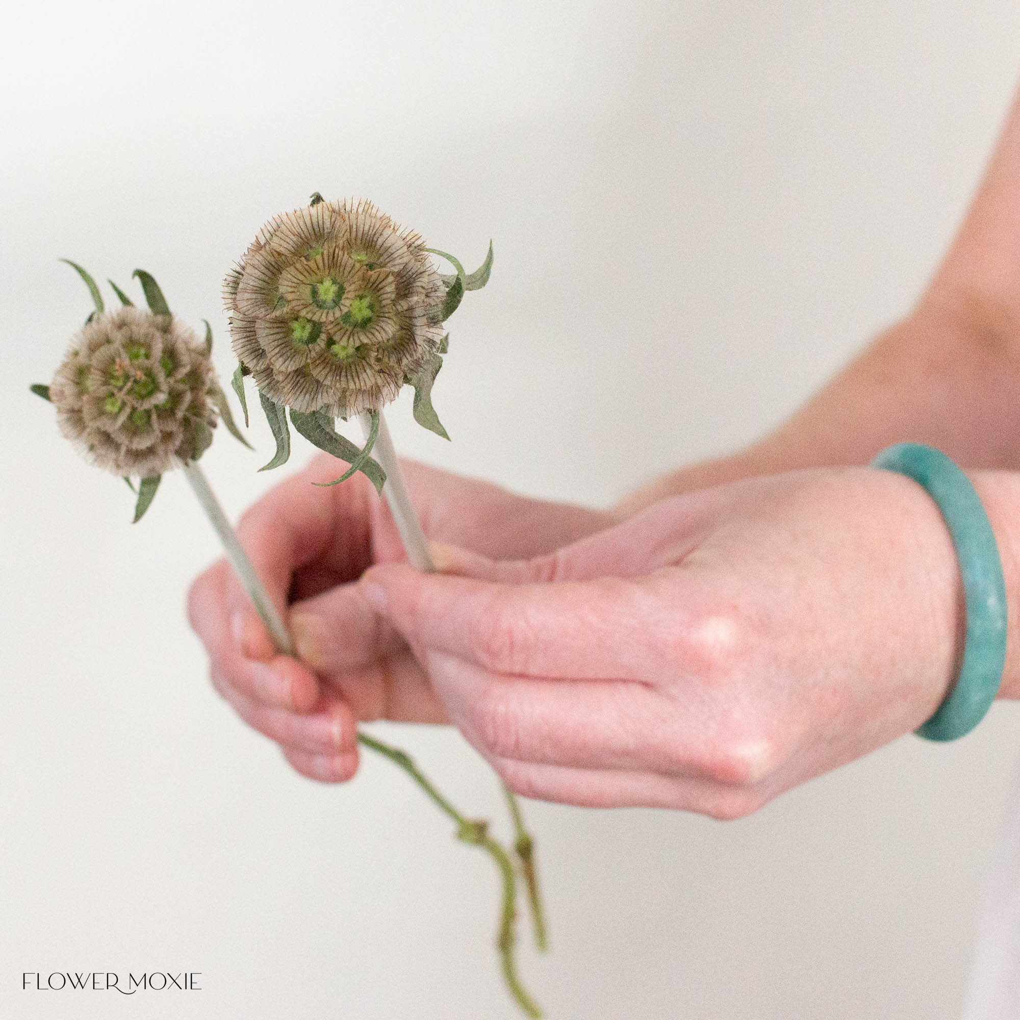 Scabiosa Pods
