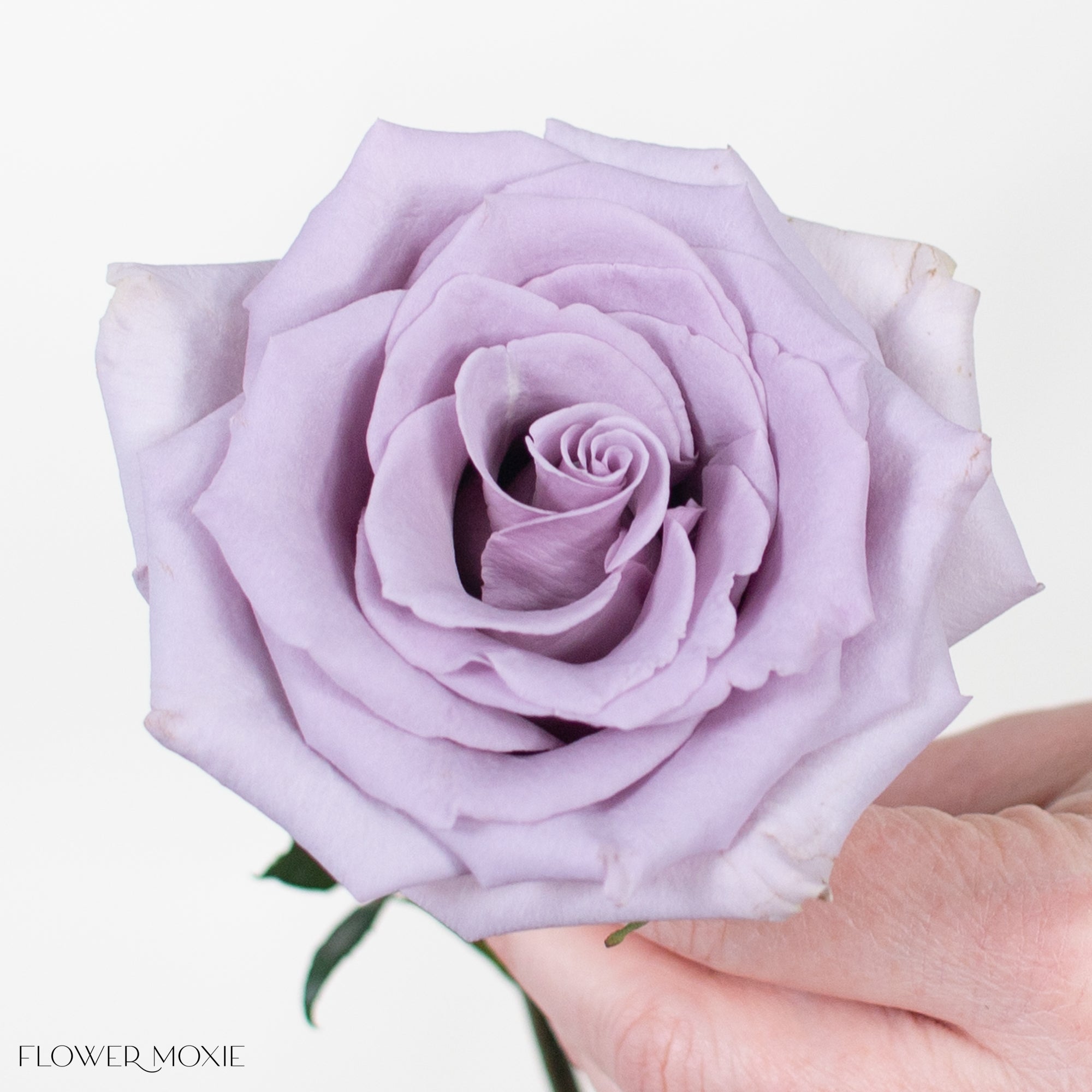 Shocking Blue Lavender Roses | DIY Wedding Flowers | Flower Moxie