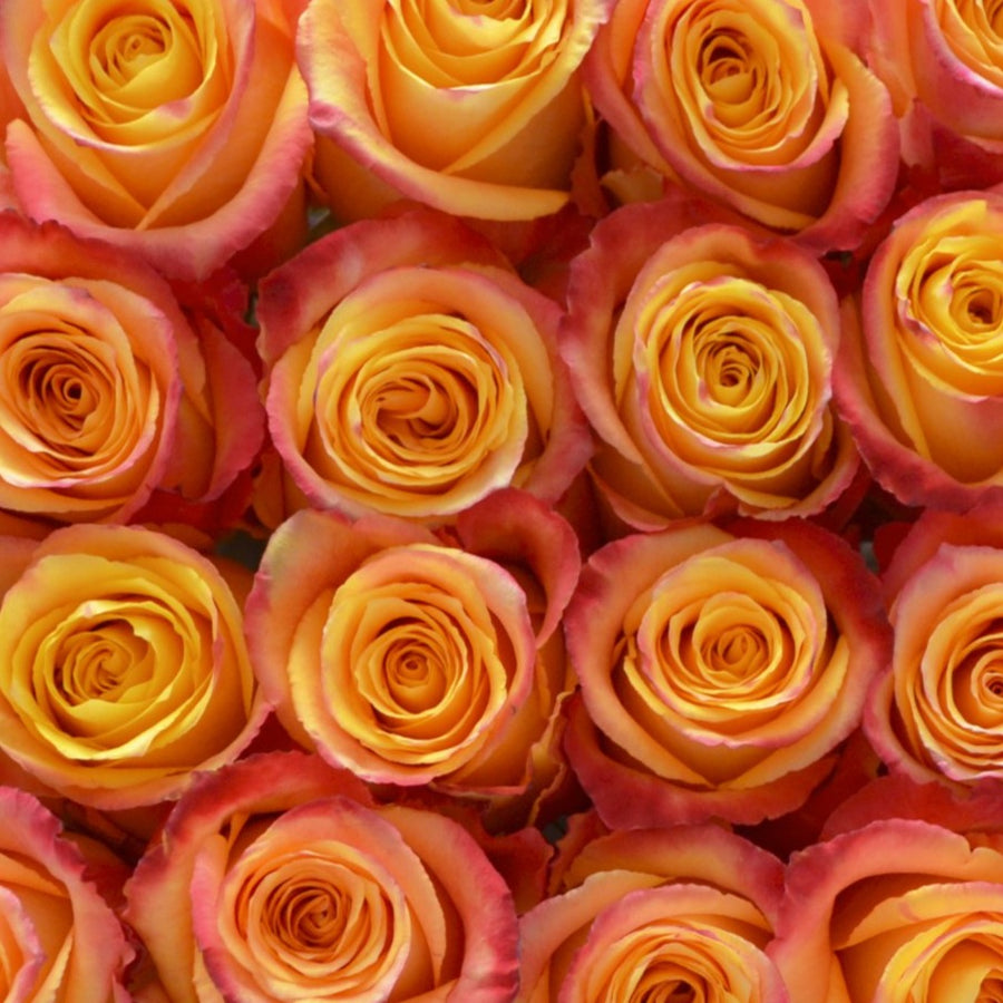 Orange Bicolor Roses | Fresh DIY Wedding Flowers | Flower Moxie