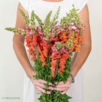 Sorbet Orange Snapdragon Flower