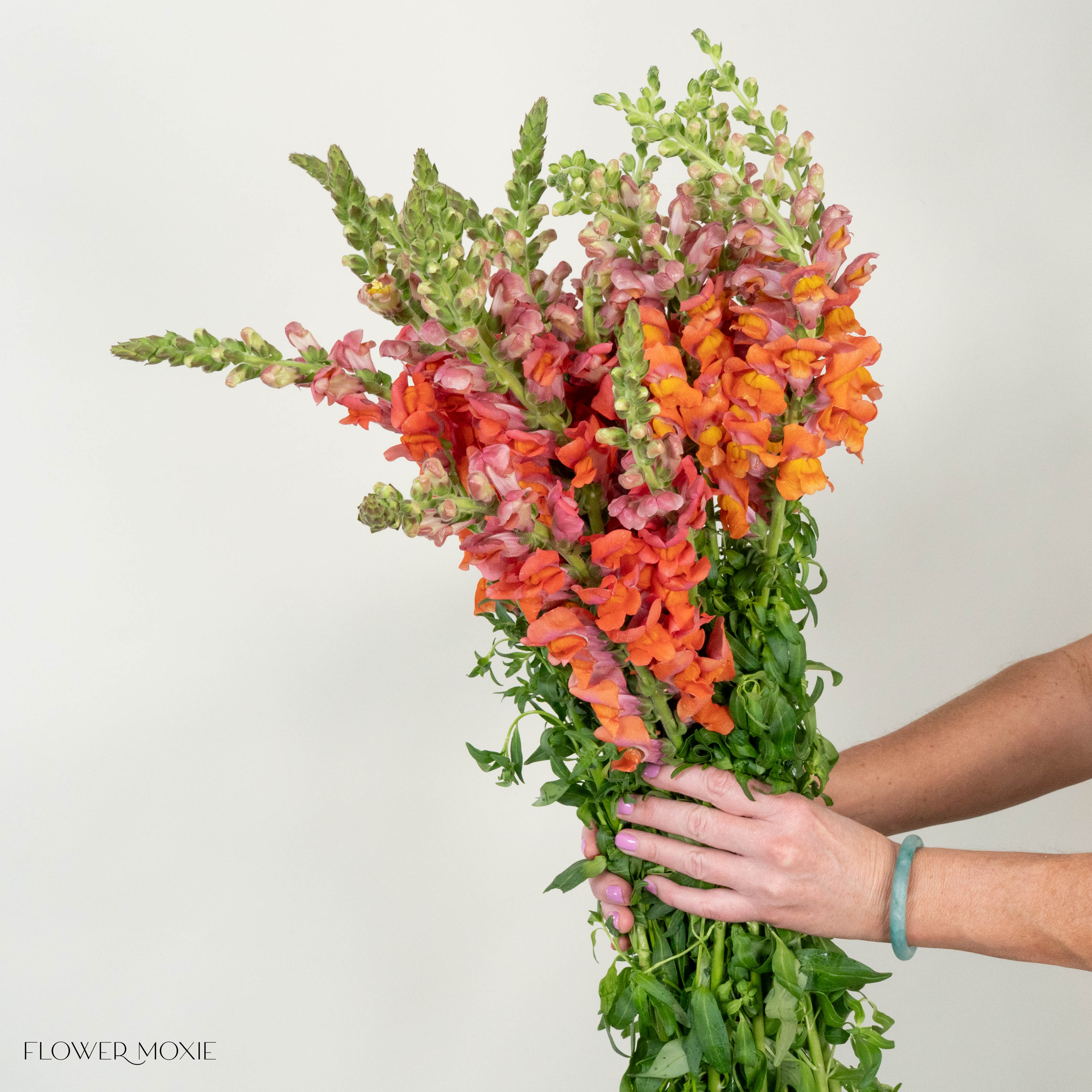 Sorbet Orange Snapdragon Flower