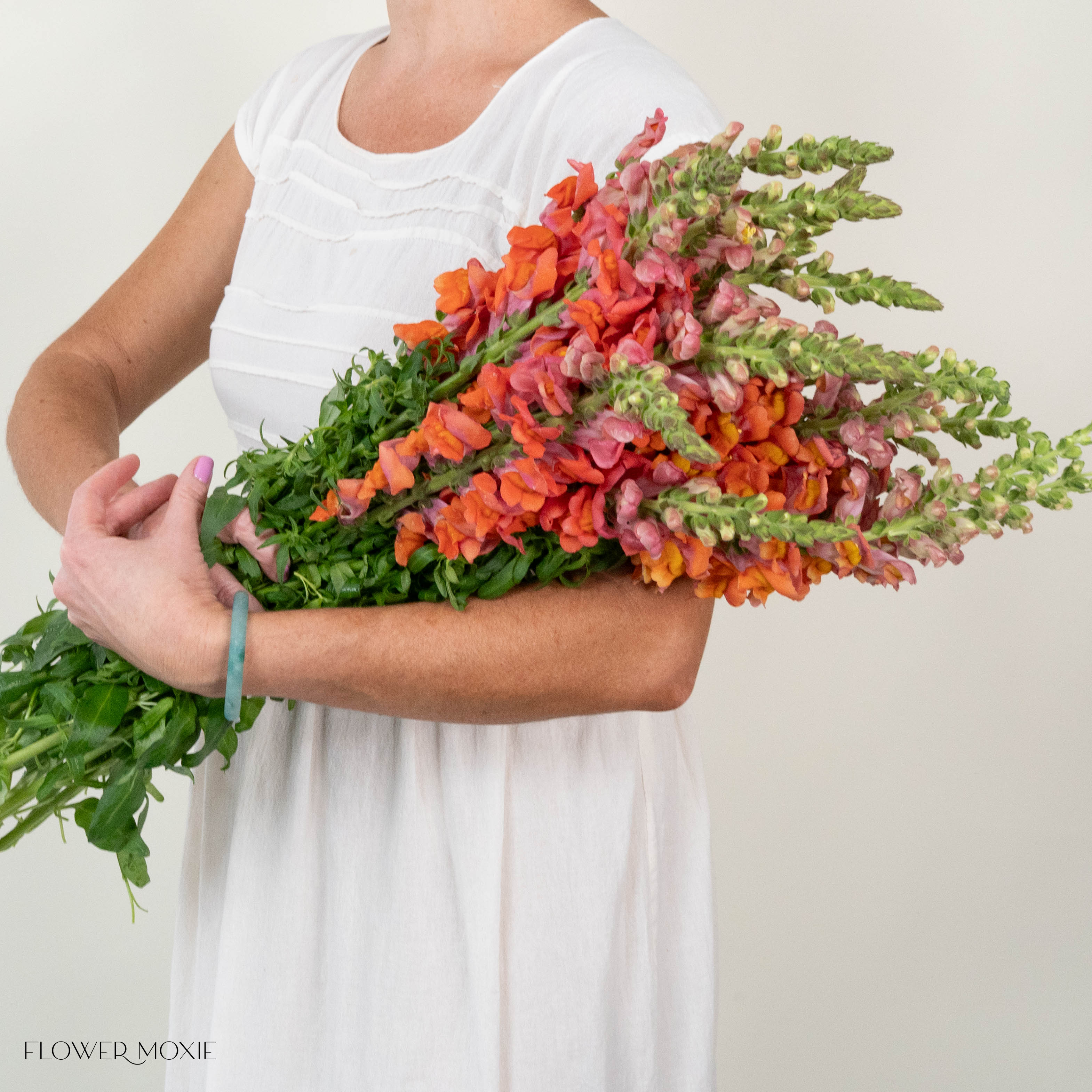 Sorbet Orange Snapdragon Flower