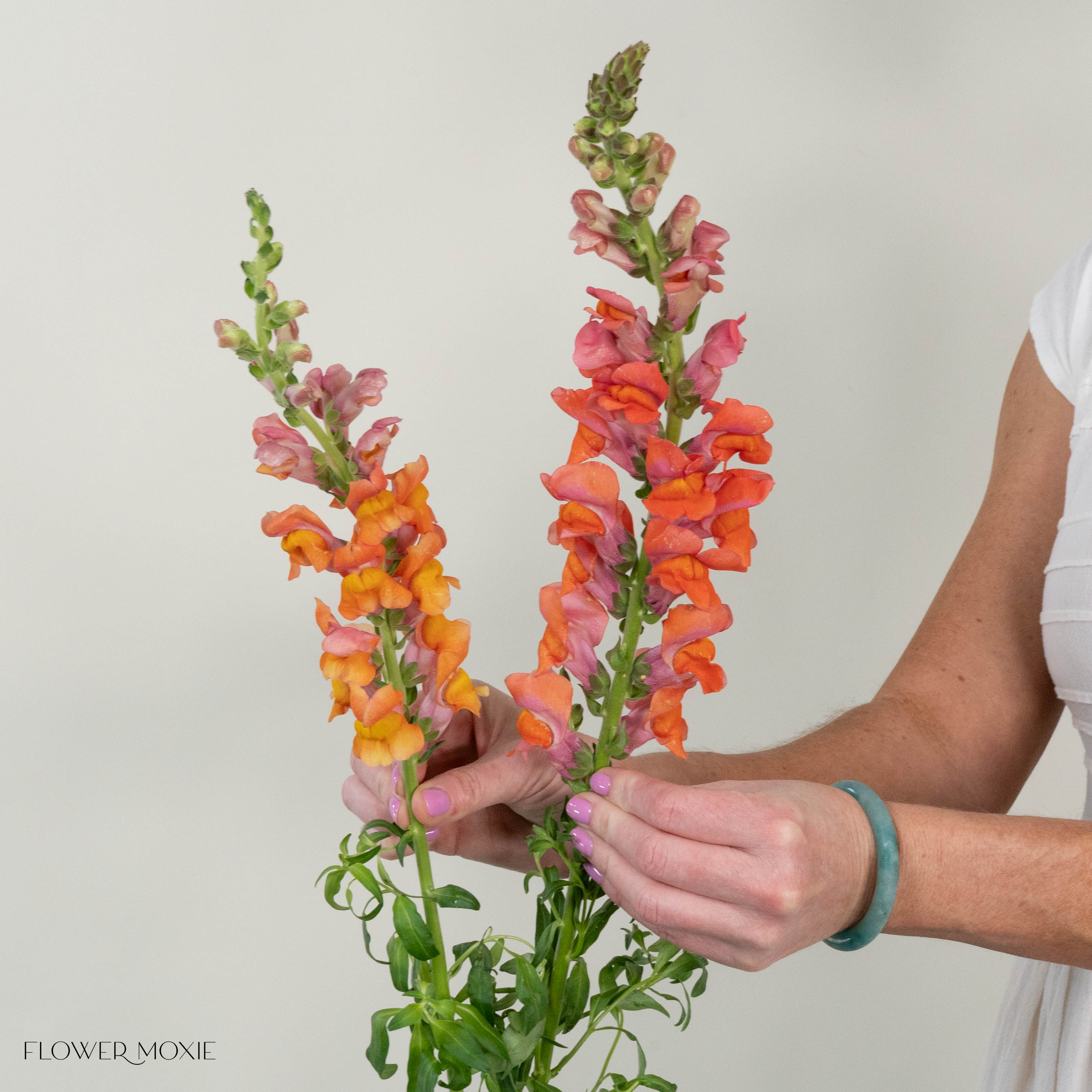 Sorbet Orange Snapdragon Flower
