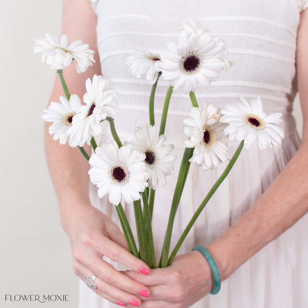 White Mini Gerbera Daisies – Dark Center | Fresh DIY Wedding Flowers | Flower Moxie 50 Stems