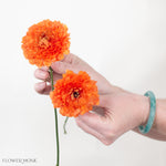 Orange Curly Ranunculus Flower