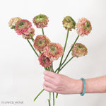 Specialty pon pon hot pink ranunculus