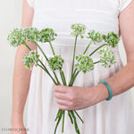 White Curly Ranunculus Flower