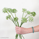 White Curly Ranunculus Flower