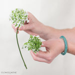 White Curly Ranunculus Flower