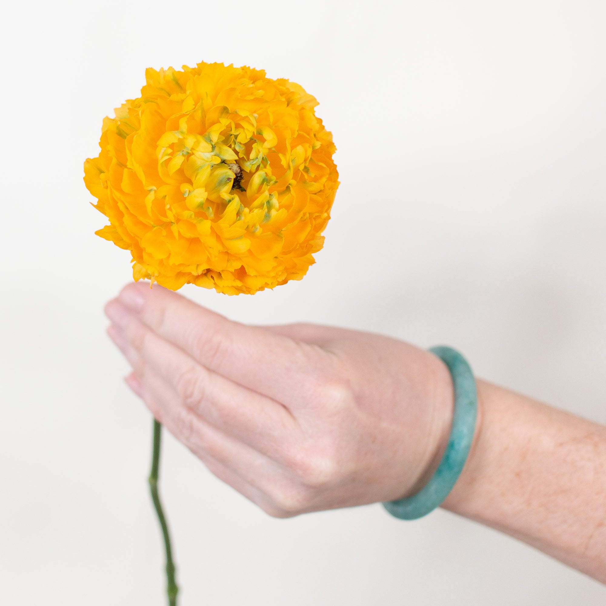 Yellow Curly Ranunculus Flower