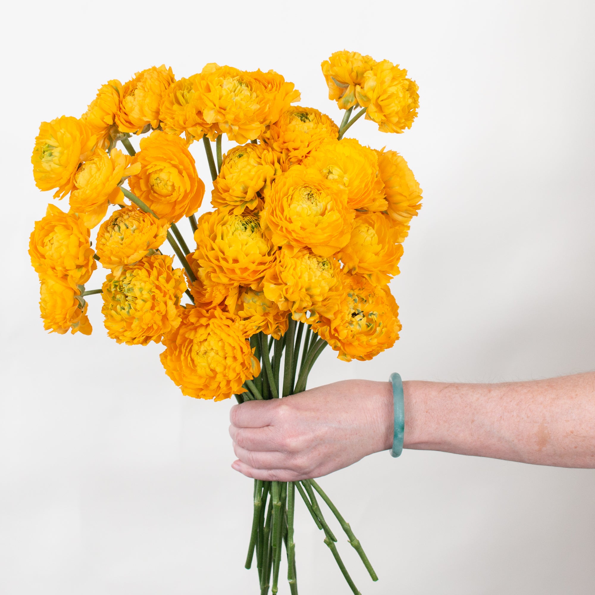 Yellow Curly Ranunculus Flower