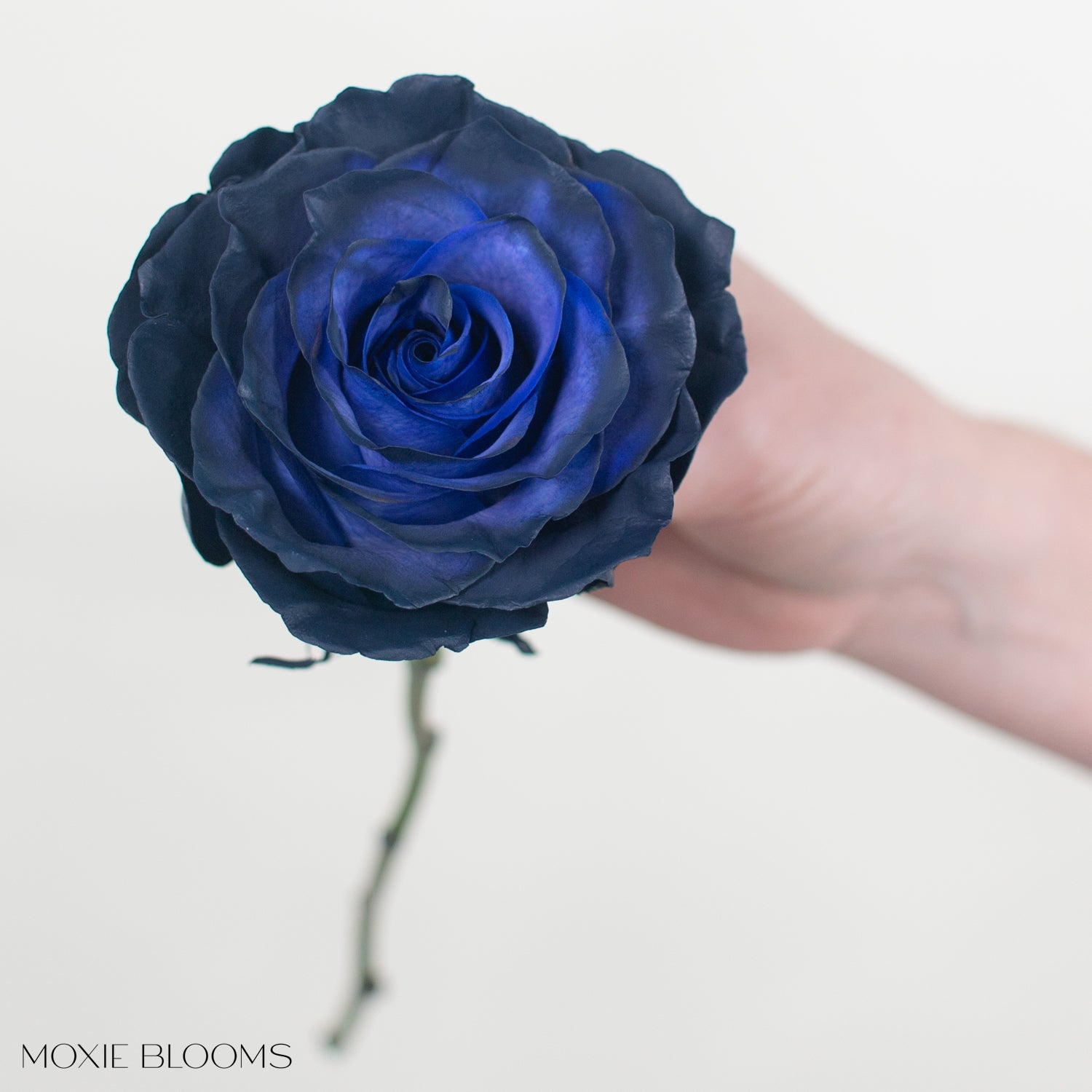 Novelty Roses | Flower Moxie | Roses for DIY Wedding