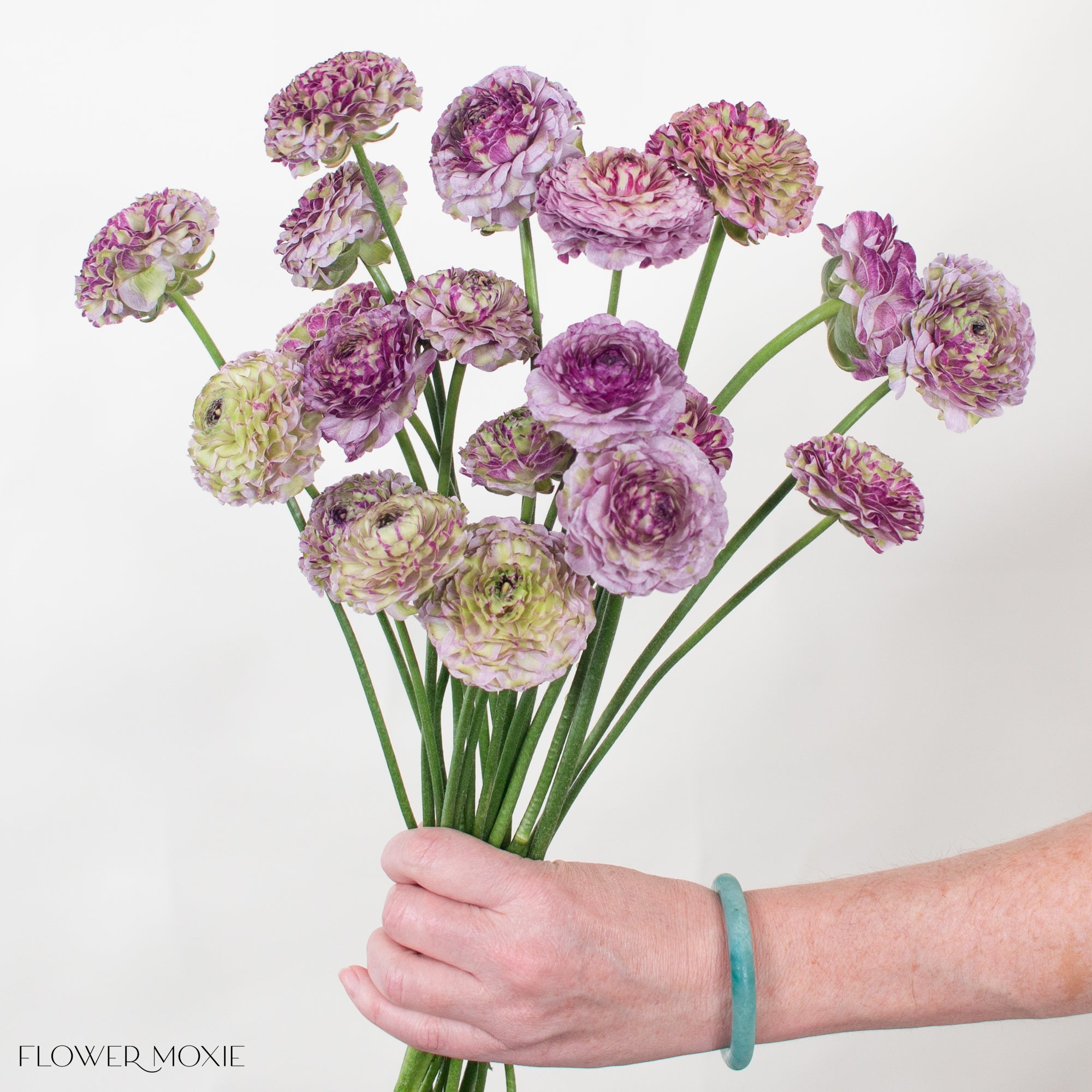 Purple Curly pon pon Ranunculus Flower