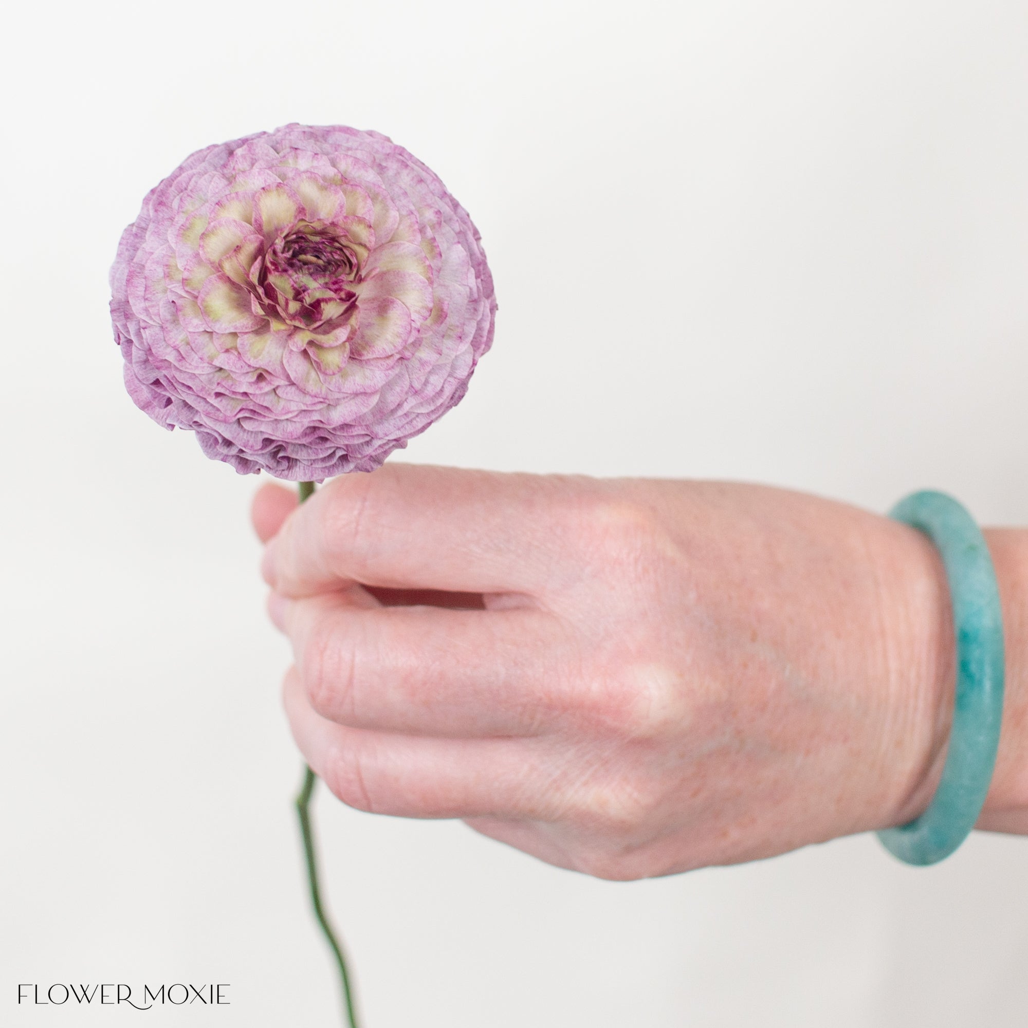 Purple Curly pon pon Ranunculus Flower