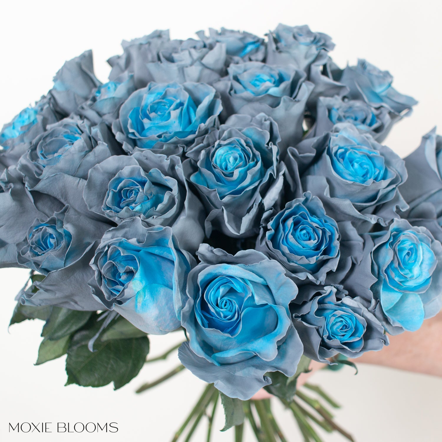 blue grey rose