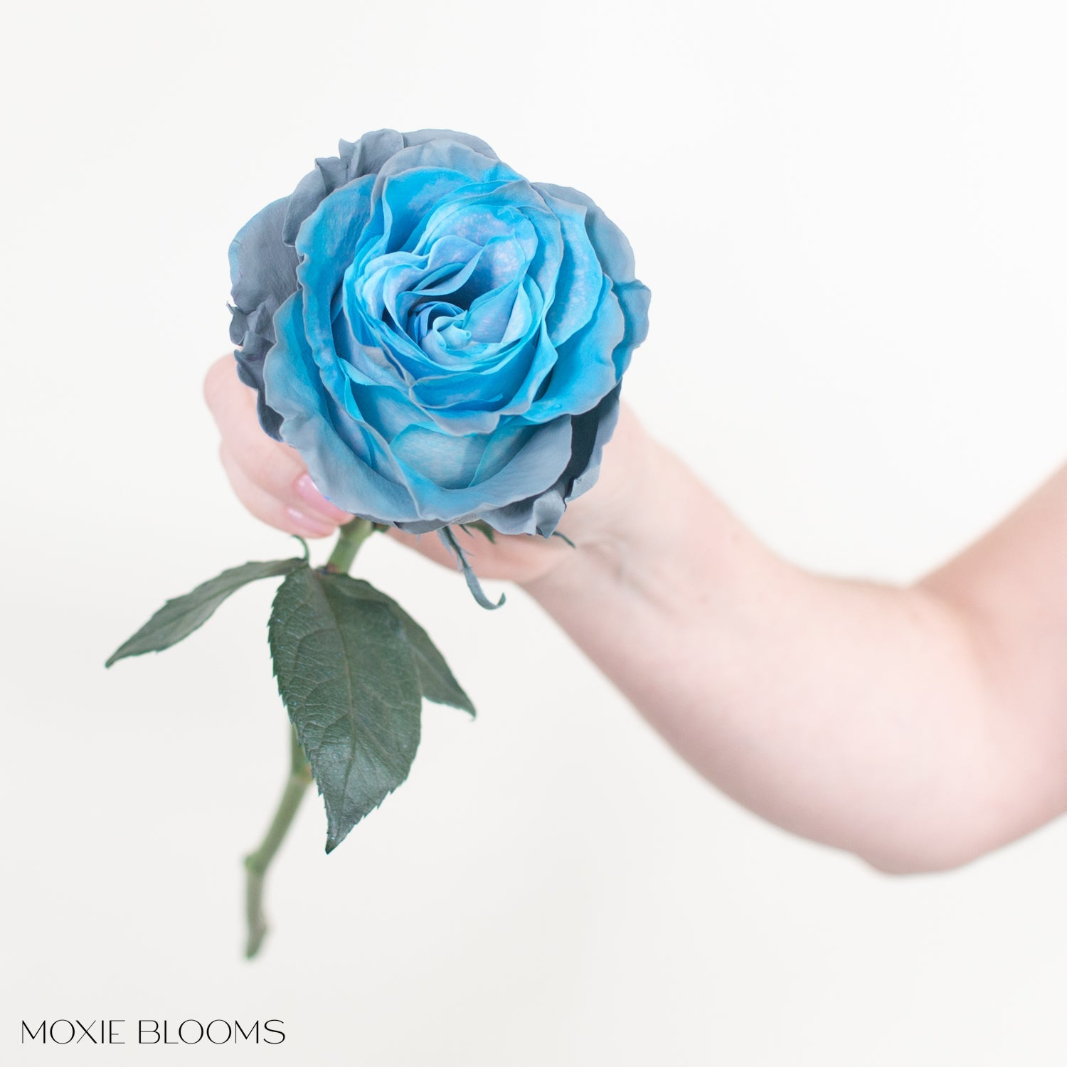 blue grey rose