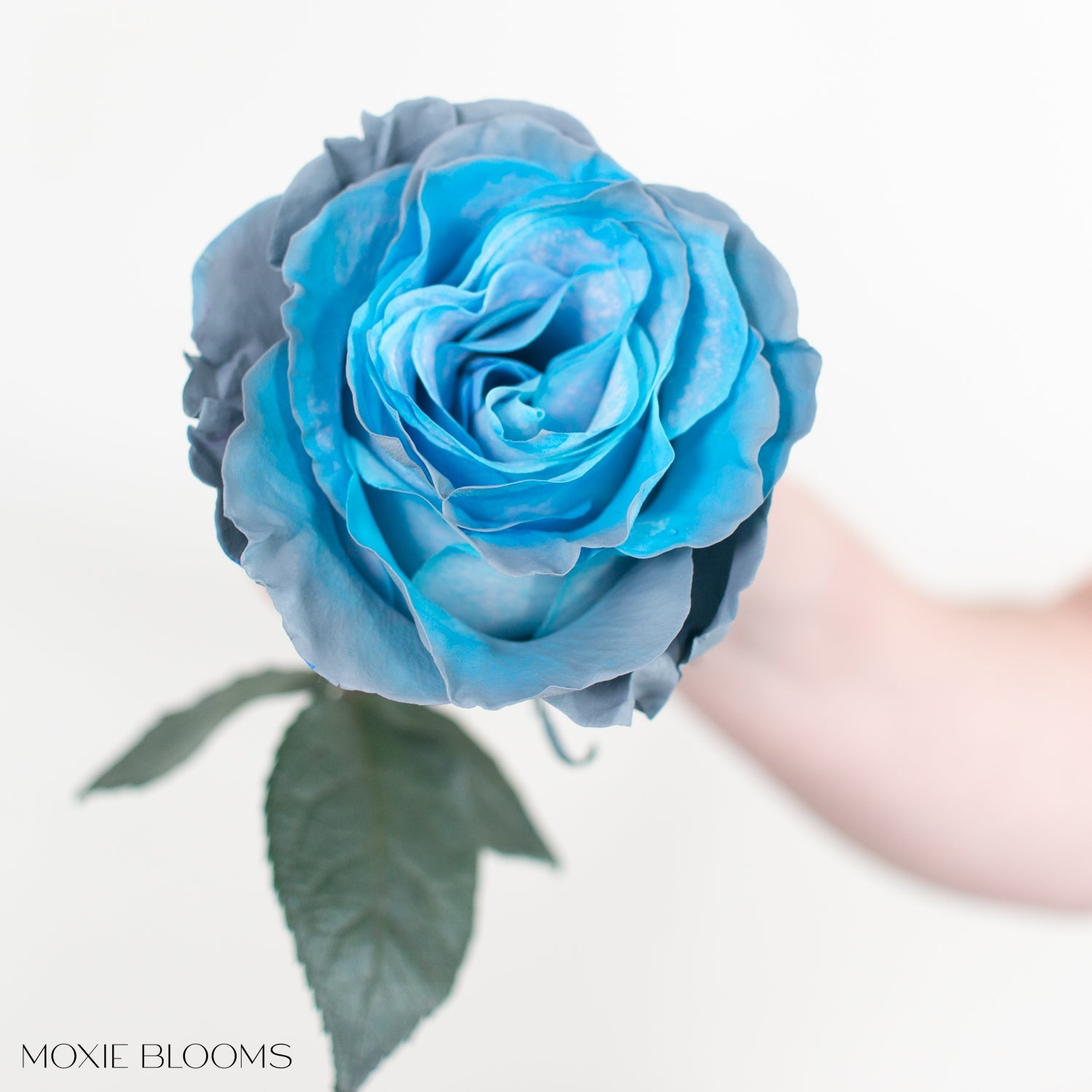 Novelty Roses | Flower Moxie | Roses for DIY Wedding