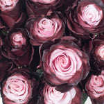 burgundy blush novelty rose