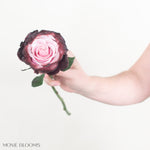 burgundy blush novelty rose