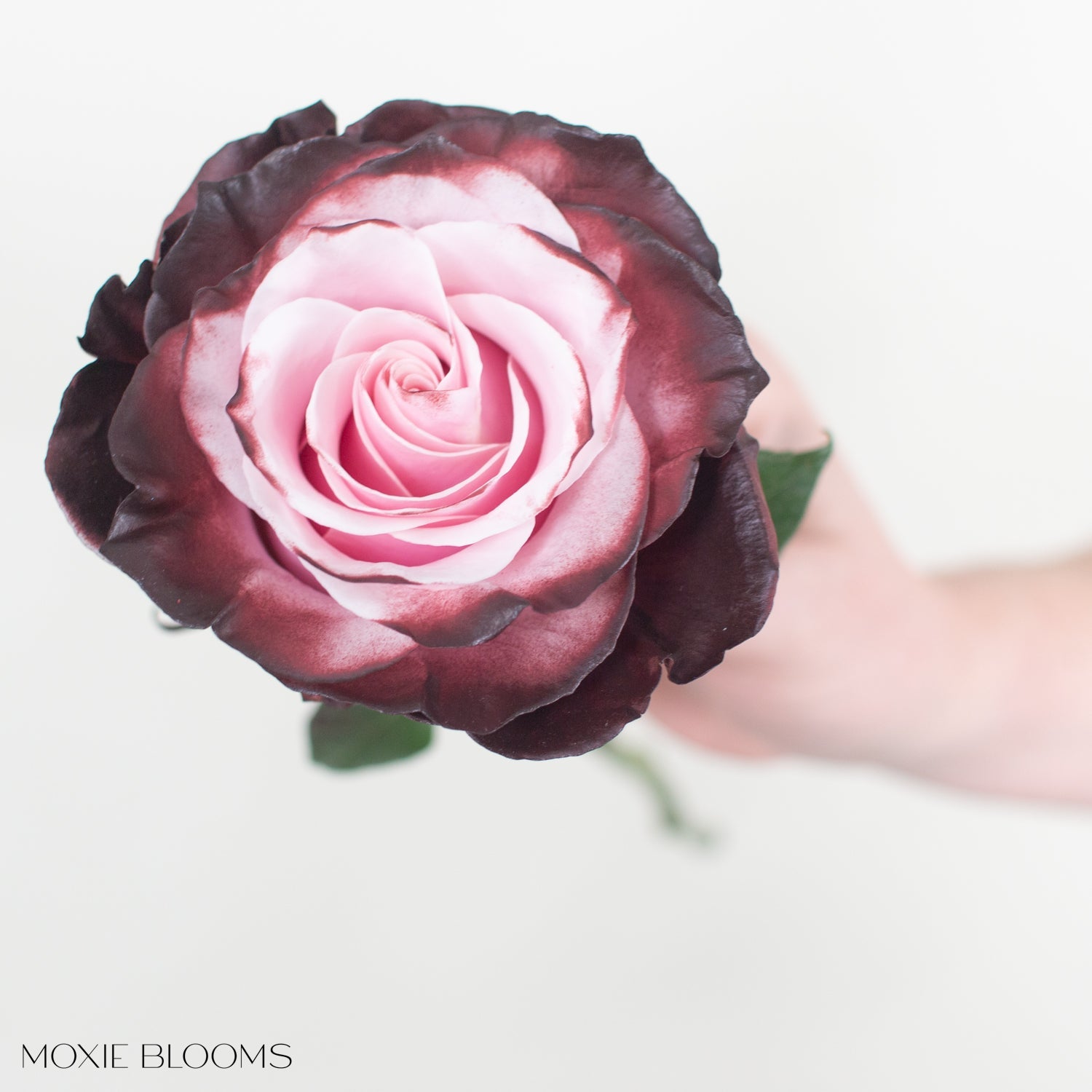 burgundy blush novelty rose