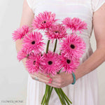 Spider Score Pink Mini Gerbera
