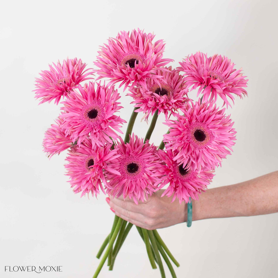gerbera lily flower Pink Curly Mini Gerbera Daisies | Fresh DIY Wedding Flowers | Flower Moxie 30 Stems