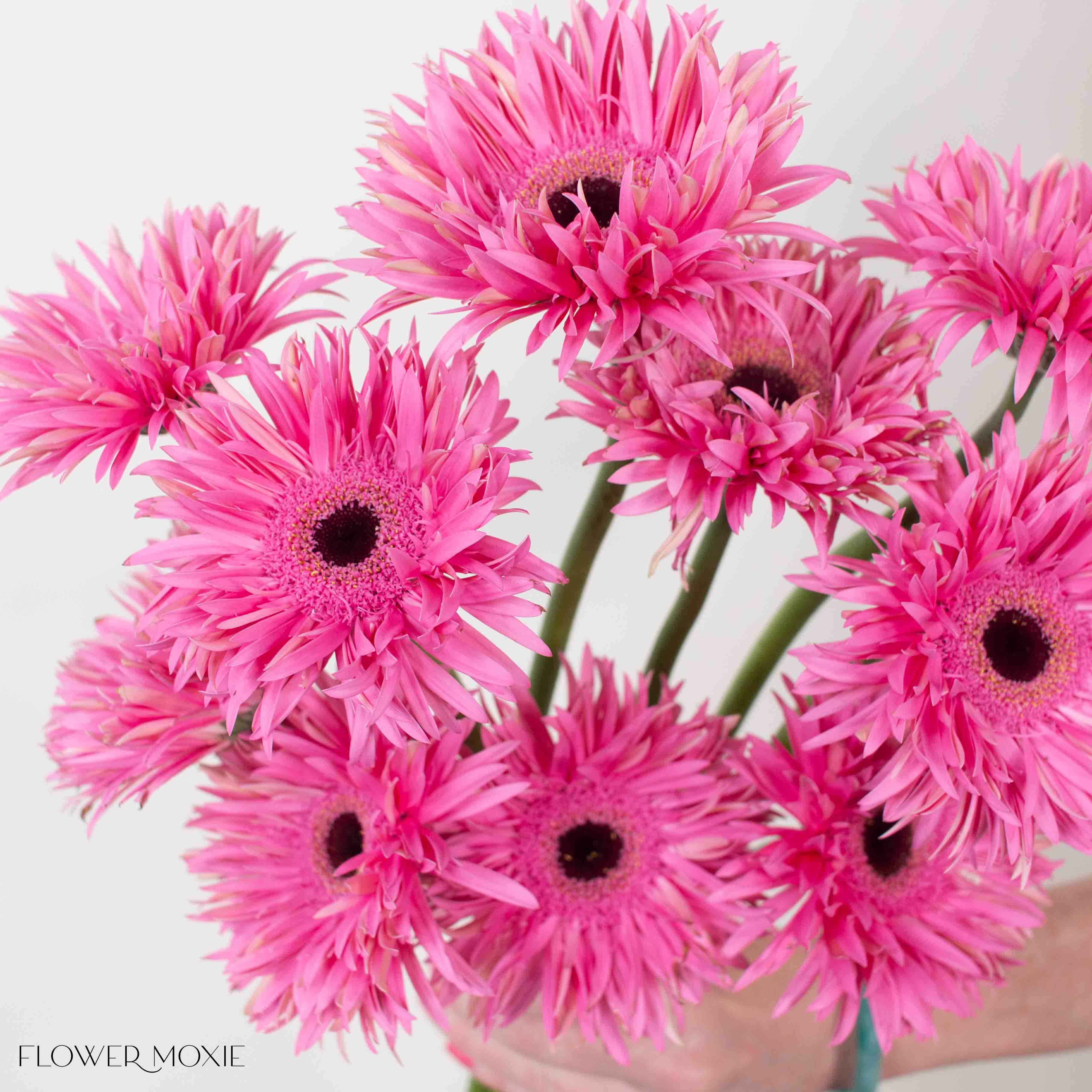 Spider Score Pink Mini Gerbera
