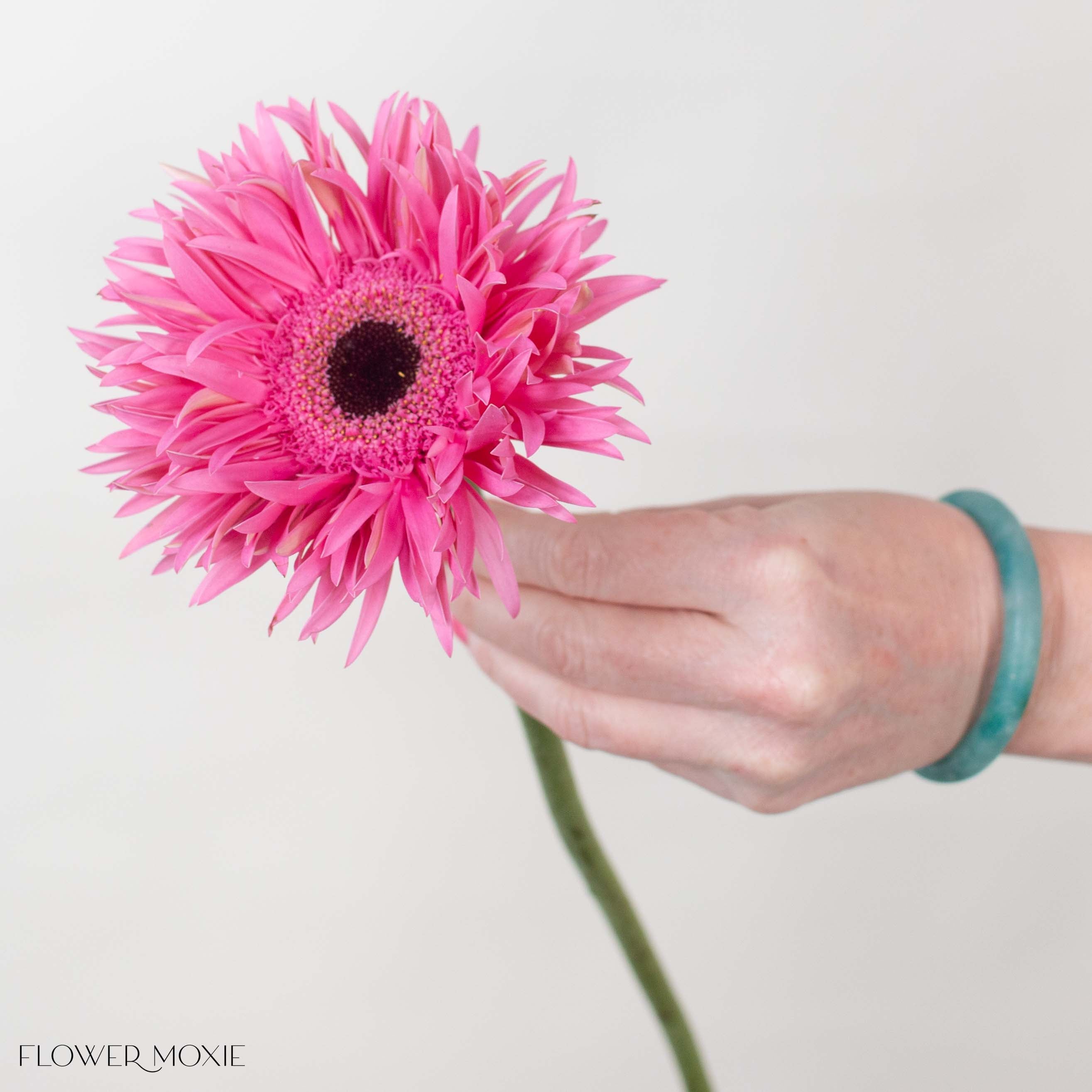Spider Score Pink Mini Gerbera
