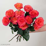 Orange Pink Sunset Garden Rose
