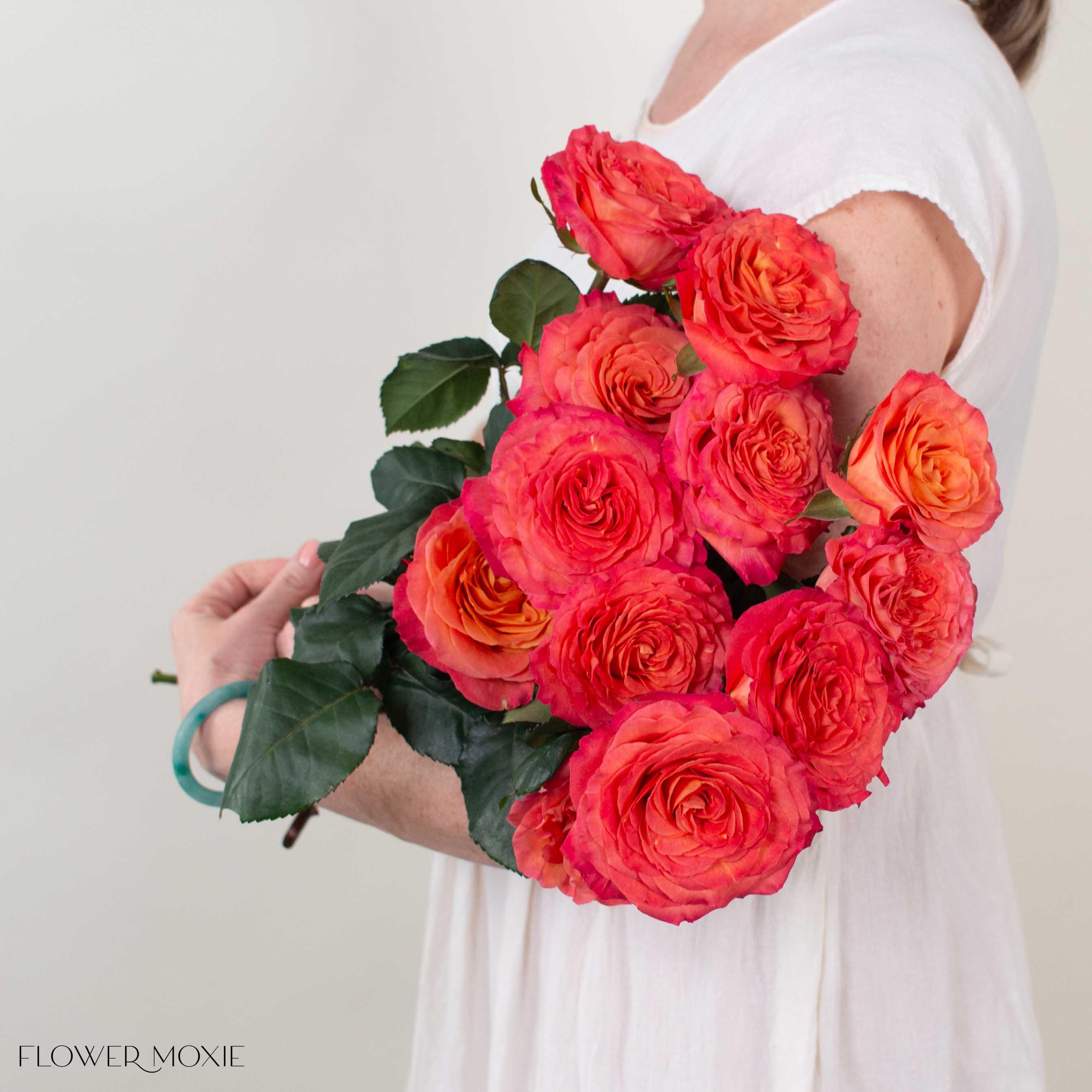 Orange Pink Sunset Garden Rose
