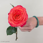 Orange Pink Sunset Garden Rose
