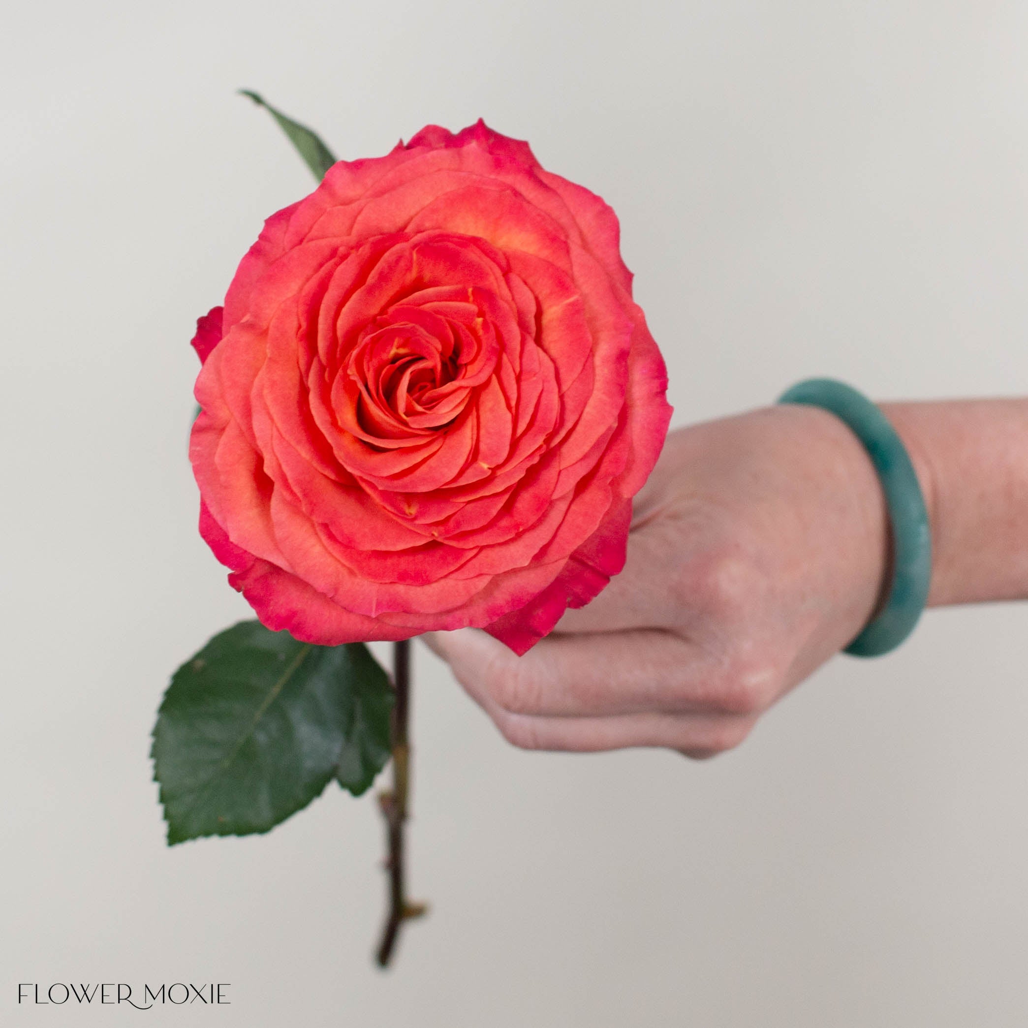 Orange Pink Sunset Garden Rose
