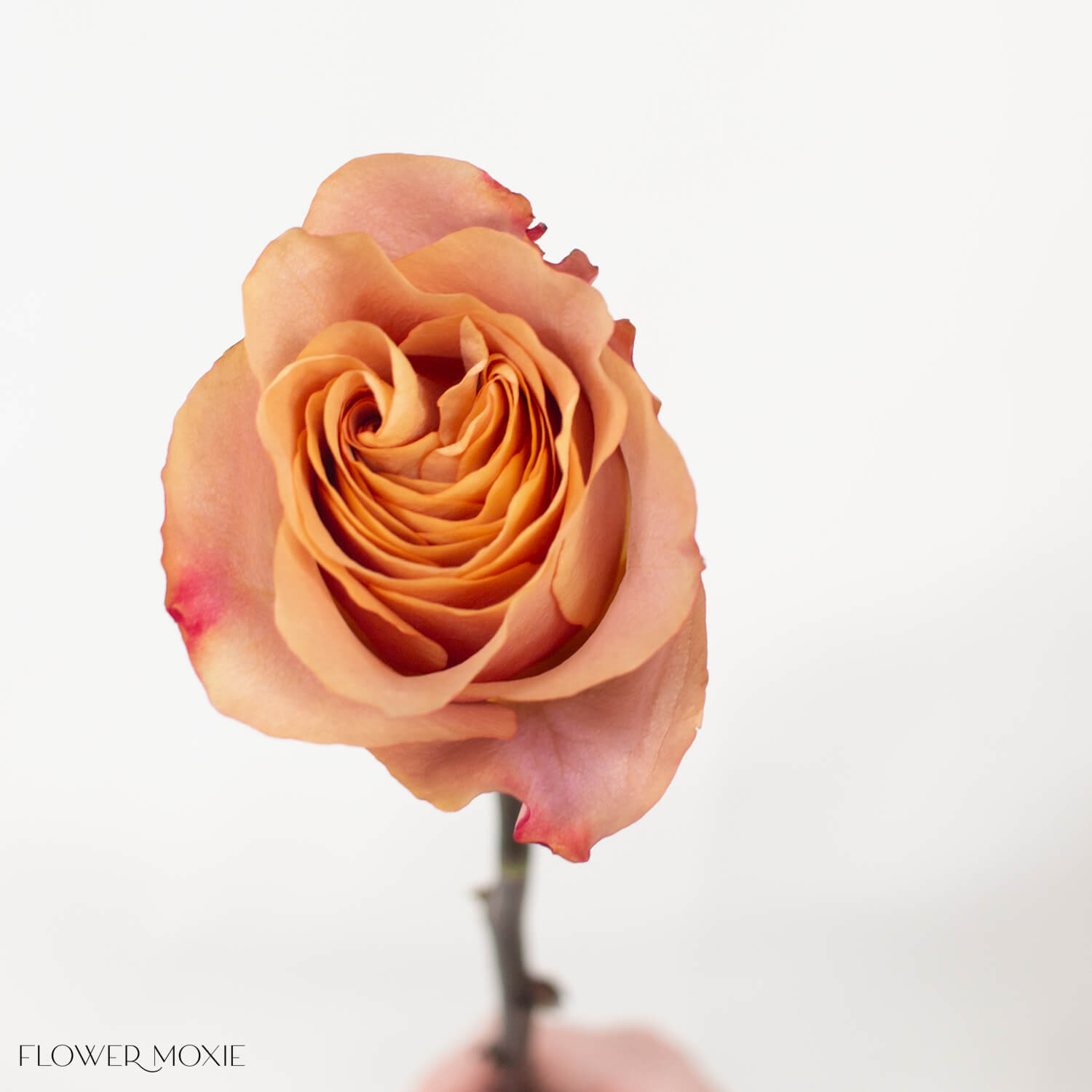 Brown Symbol Rose