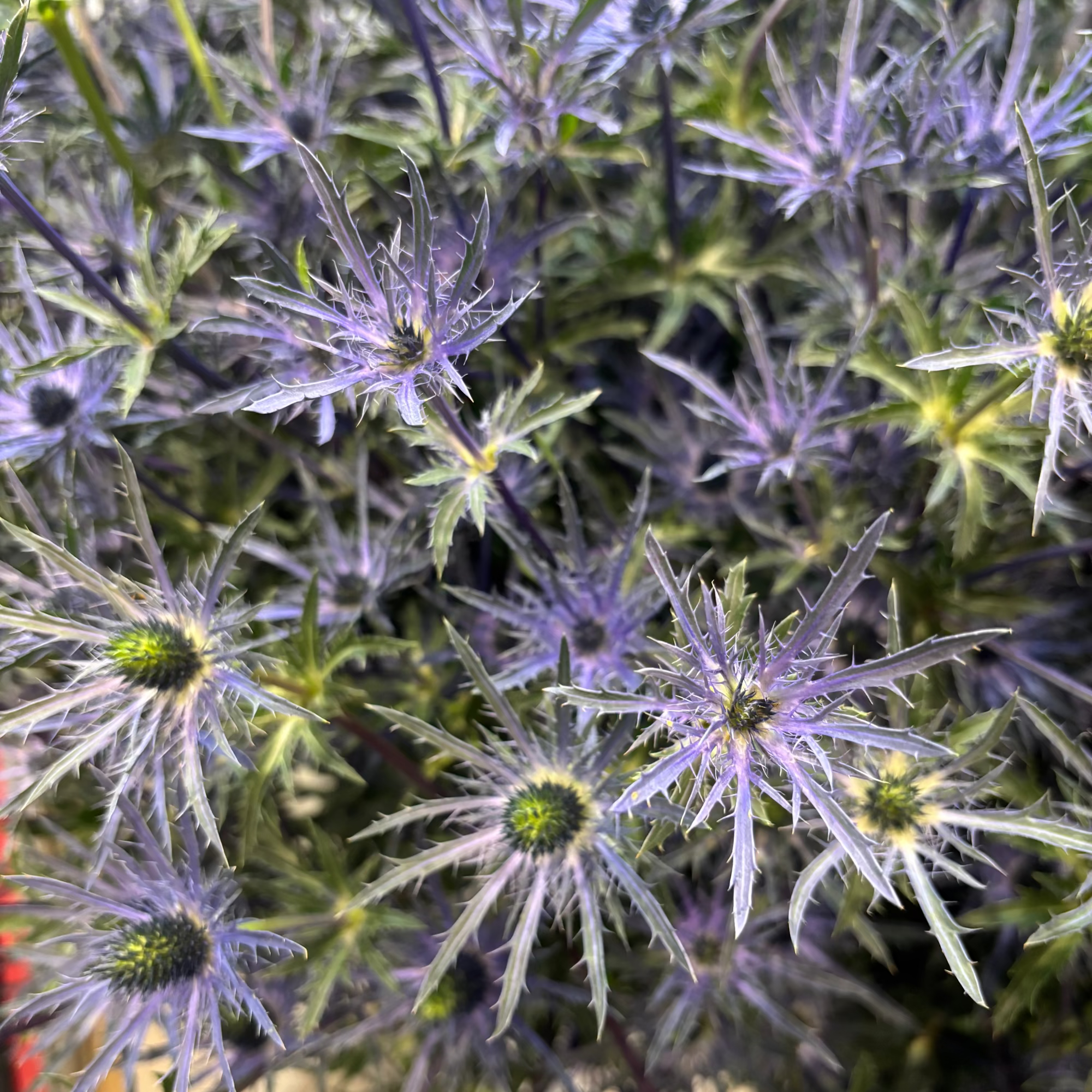 7+ Blue Spiky Flower Blue Thistle Flowers | Bulk Fresh Wedding Flowers | Flower Moxie