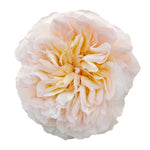 Peach Tie Dye Garden Rose
