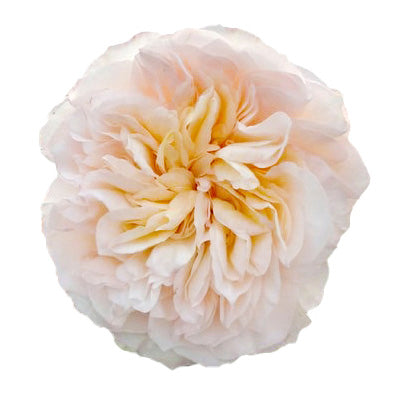 Peach Tie Dye Garden Rose
