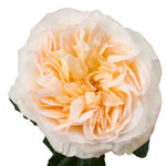Peach Tie Dye Garden Rose
