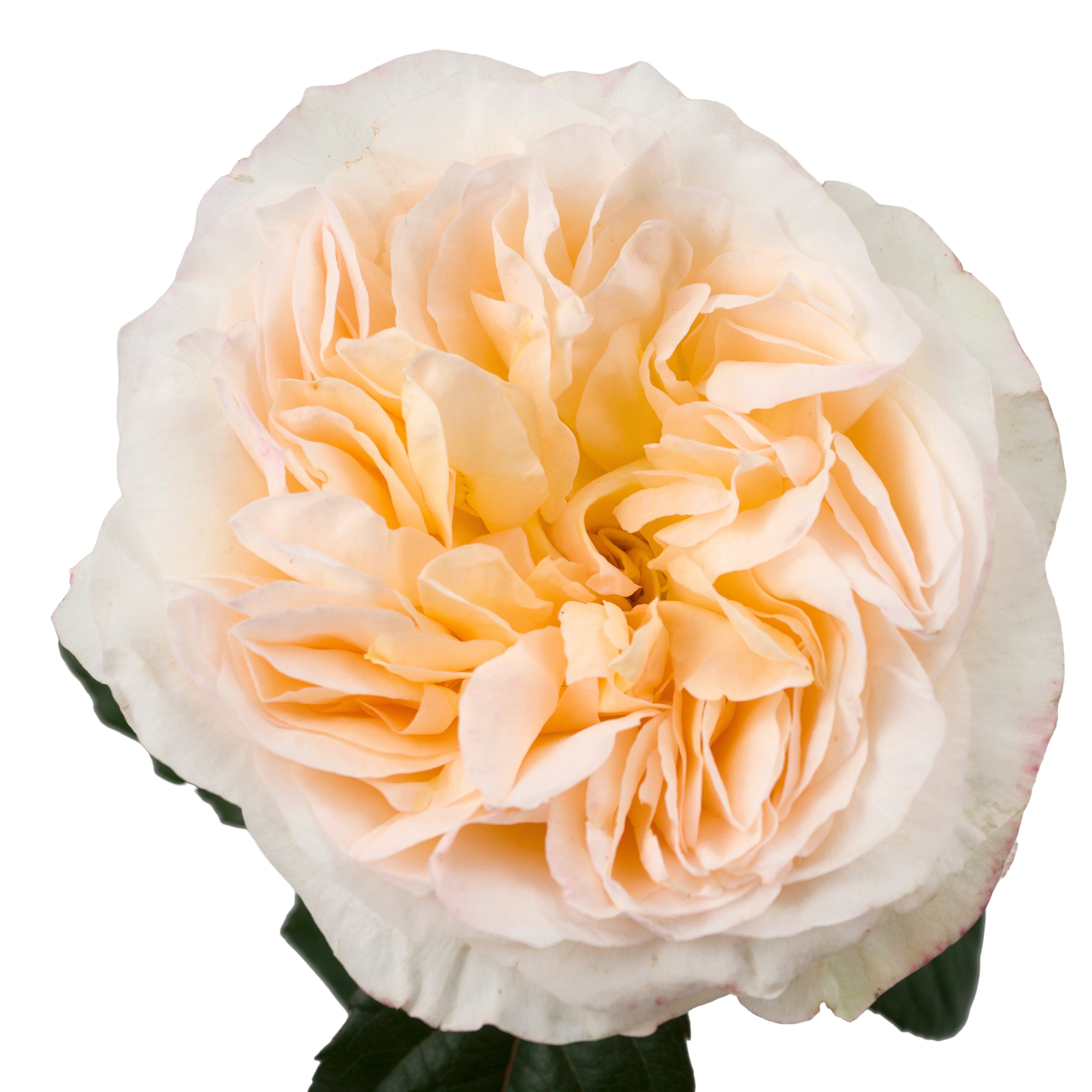 Peach Tie Dye Garden Rose
