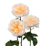 Peach Tie Dye Garden Rose
