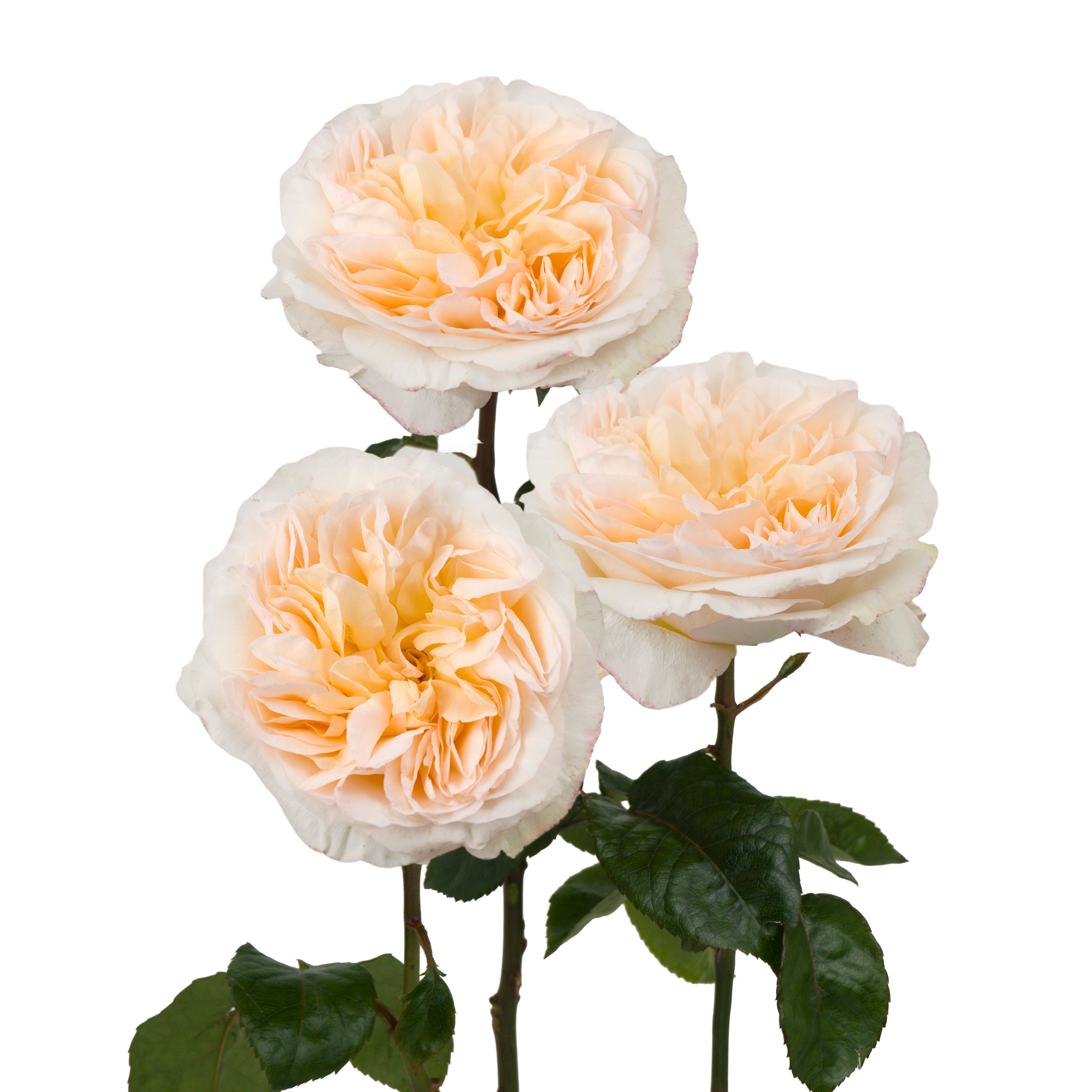 Peach Tie Dye Garden Rose
