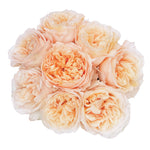 Peach Tie Dye Garden Rose
