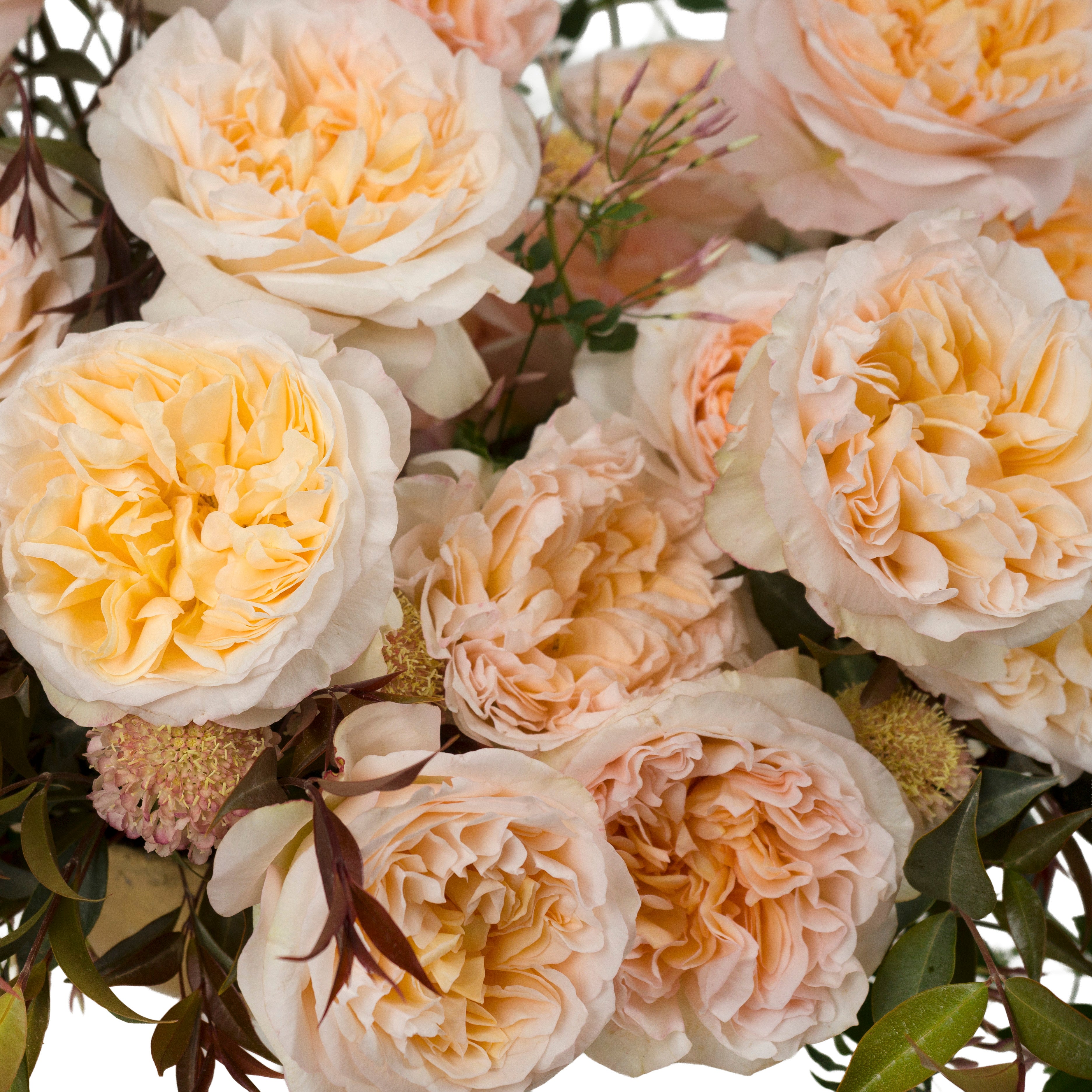 Peach Tie Dye Garden Rose
