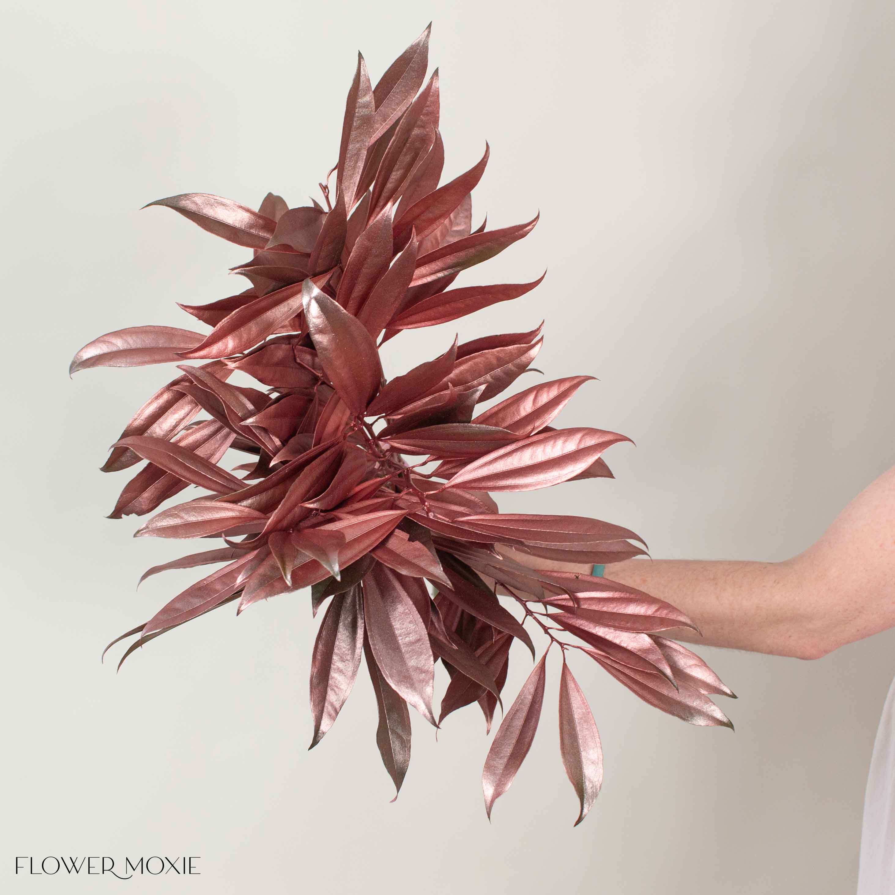 Tinted Bronze Cocculus Greenery