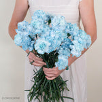Tinted Blue Carnation Flower
