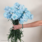 Tinted Blue Carnation Flower
