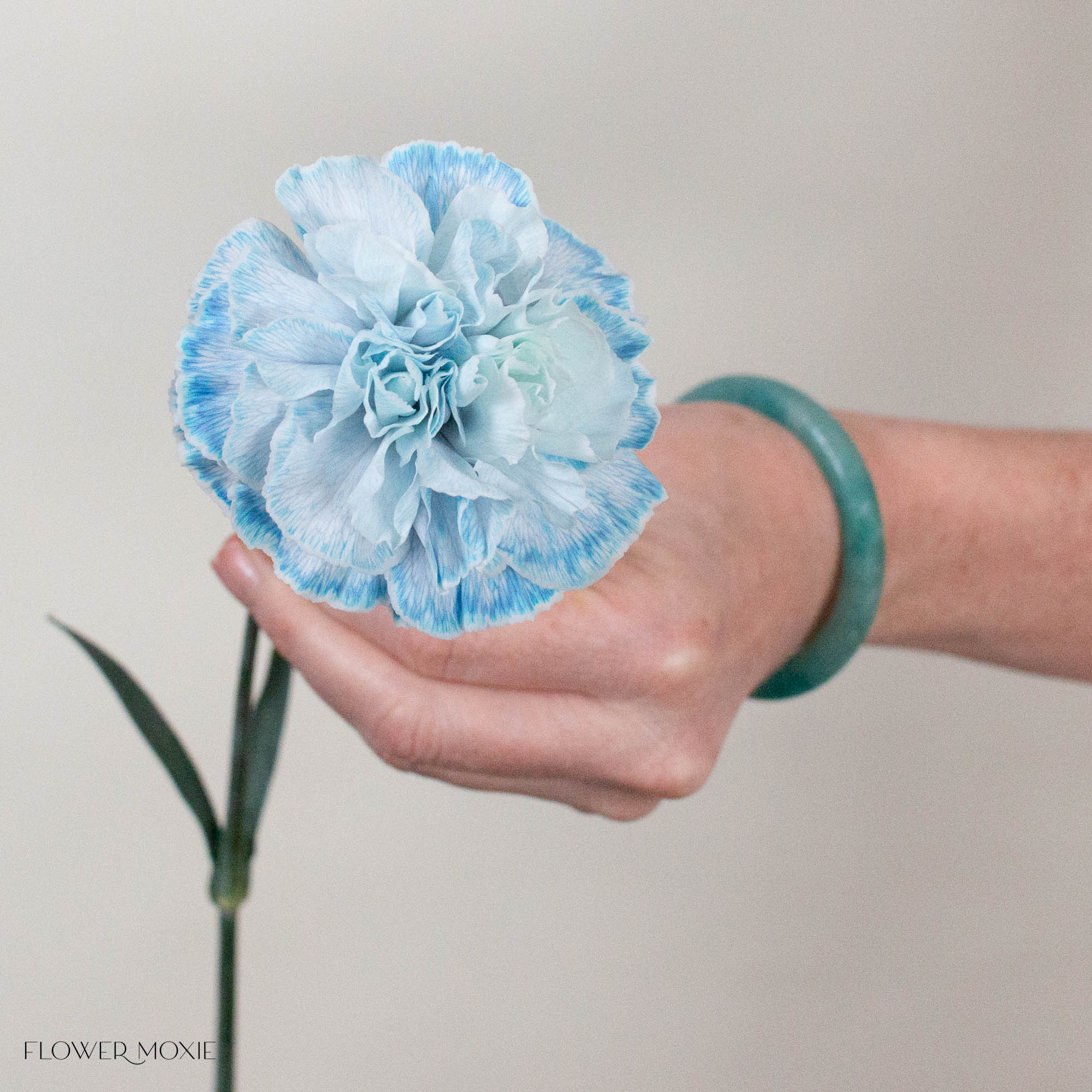 Tinted Blue Carnation Flower
