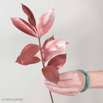 Tinted Bronze Israeli Ruscus