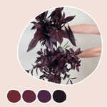 Tinted Burgundy Greenery Mixed Box
