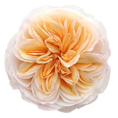 Apricot Tip Top Garden Rose
