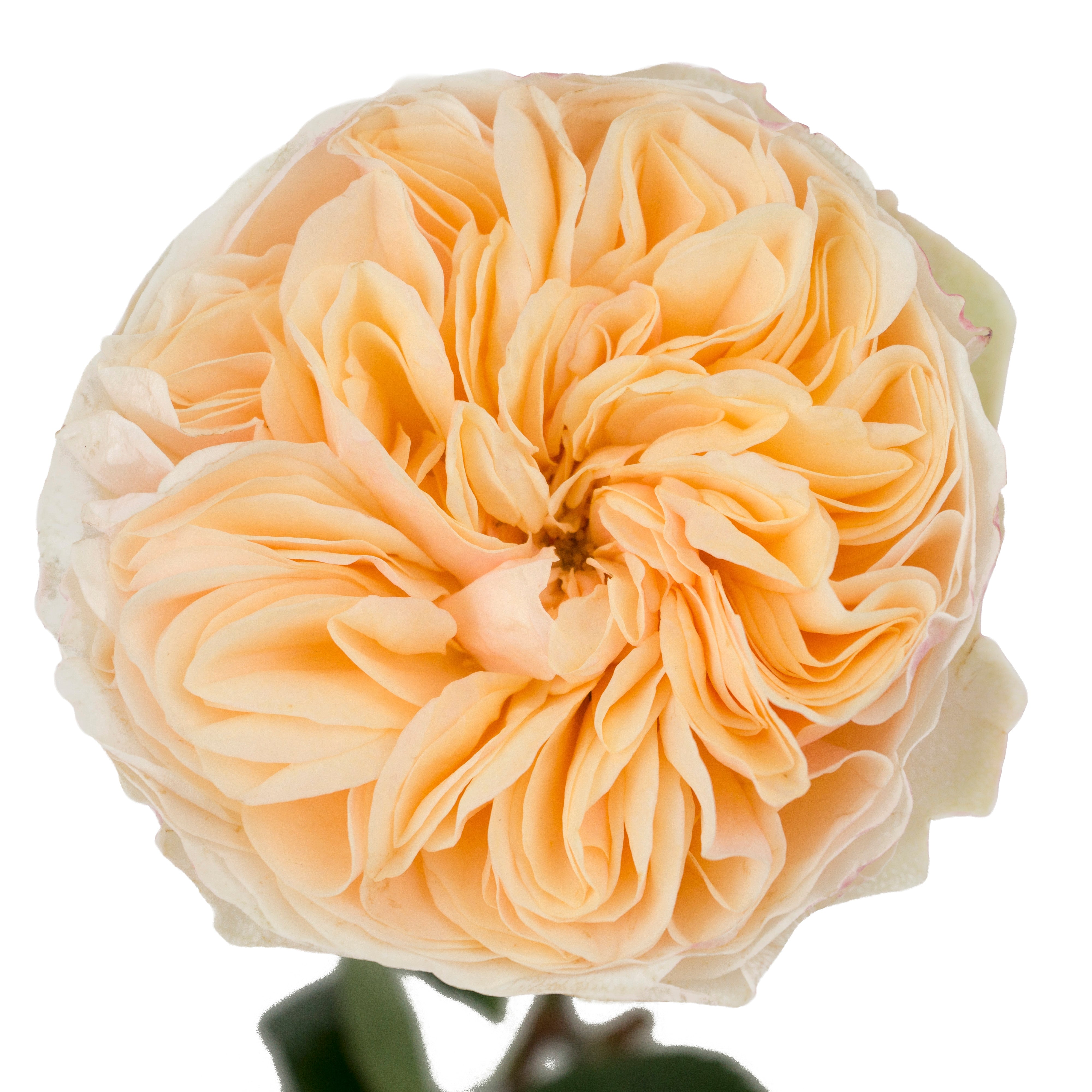 Apricot Tip Top Garden Rose
